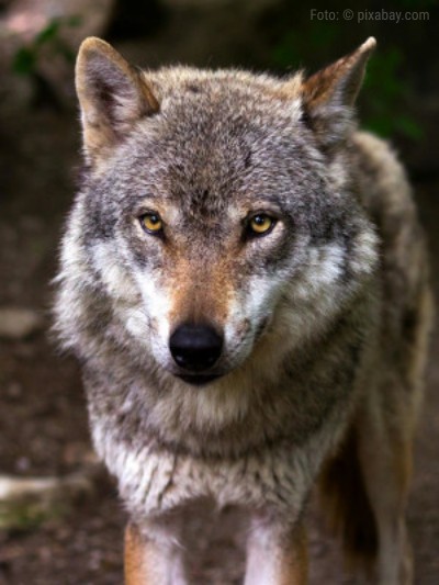 Wölfe in Österreich